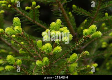 giovani germogli verdi apparvero sul ramo dell'abete in primavera Foto Stock