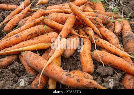 carote appena raccolte nell'orto, primo piano Foto Stock
