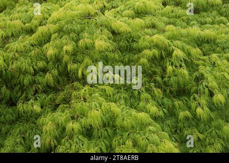 un Acer palmatum Dissectum Erable du Japon lacinié - un Acer palmatum Dissectum laciniato di acero giapponese Foto Stock