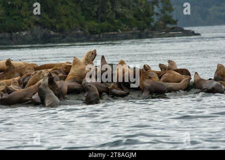 I leoni marini di Steller riposano su qualche roccia al largo della costa dello stretto di Broughton, sulla costa settentrionale dell'Isola di Vancouver in Canada. Foto Stock