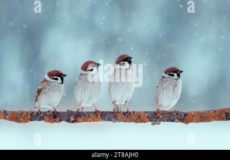 stormo di piccoli uccelli del passero sono seduti su un ramo nel giardino di neve del nuovo anno Foto Stock