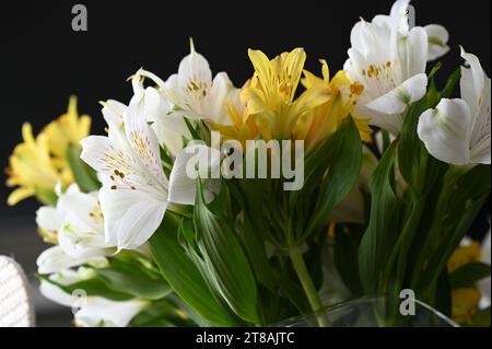 Colorata Alstroemeria di piante in fiore sudamericane Foto Stock