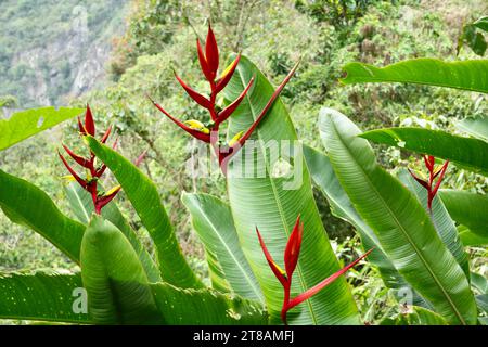 Bellissima pianta ornitologica rossa e gialla (Heliconia) con vegetazione alle spalle. Foto Stock