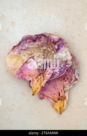 Due petali di rosa sfumati e discocolati fin dall'età con sfumature di rosa viola giallo e marrone adagiati su carta antica Foto Stock