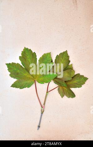 Stelo di Siramoro di Acer pseudoplatano con tre foglie di primavera verde fresche che giacciono su carta antica Foto Stock