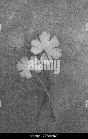 Immagine morbida e a matita in bianco e nero di due foglie e steli di gru a piedi Doves Bill o Geranium molle Foto Stock