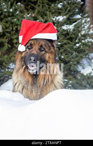 Adorabile cane da pastore dall'espressione gioiosa, vestito con un cappello di Babbo Natale, godendosi la scena invernale innevata sotto uno splendido abete durante le vacanze Foto Stock