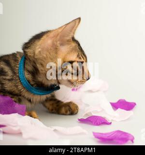 Gattino bengala con profilo in colletto blu su sfondo chiaro Foto Stock