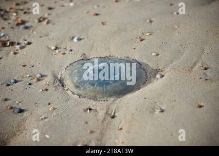 Meduse blu arenate, meduse bandiera, meduse morte lavate dal mare nella sabbia sulla spiaggia Foto Stock