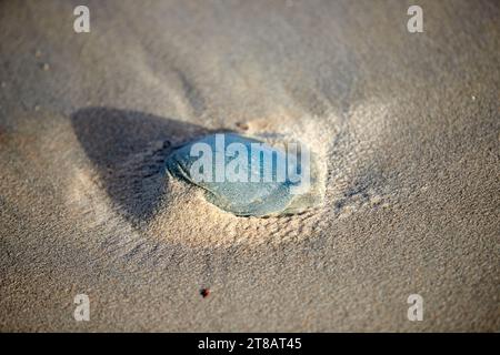 Meduse blu arenate, meduse bandiera, meduse morte lavate dal mare nella sabbia sulla spiaggia Foto Stock