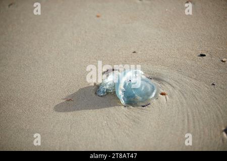 Meduse blu arenate, meduse bandiera, meduse morte lavate dal mare nella sabbia sulla spiaggia Foto Stock