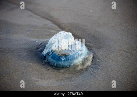 Meduse blu arenate, meduse bandiera, meduse morte lavate dal mare nella sabbia sulla spiaggia Foto Stock