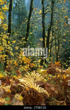 Foresta di autunno lungo Eagle Creek Trail, Mt Hood National Forest, Columbia River Gorge National Scenic Area, Oregon Foto Stock