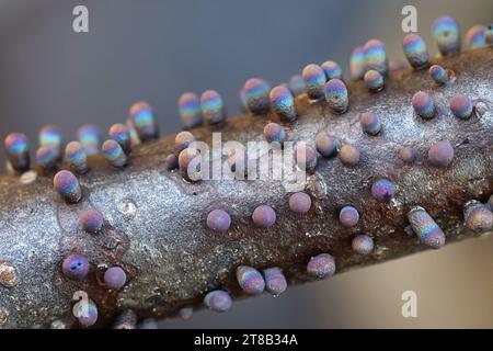 Lamproderma zonatum, un nivicolo muffa di melma proveniente dalla Finlandia, nessun nome inglese comune Foto Stock