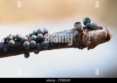 Lamproderma cristatum, un nivicolo muffa di melma proveniente dalla Finlandia, nessun nome inglese comune Foto Stock