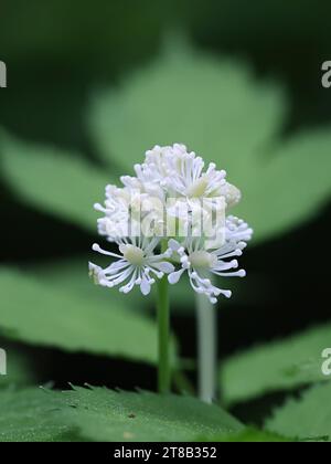 Baneberry, Actaea spicata, nota anche come Bugbane, Herb christopher o Toadroot, pianta velenosa selvatica proveniente dalla Finlandia Foto Stock