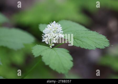 Baneberry, Actaea spicata, nota anche come Bugbane, Herb christopher o Toadroot, pianta velenosa selvatica proveniente dalla Finlandia Foto Stock