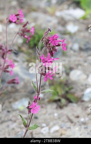 Silene dioica, comunemente nota come campion rosso o mosca di gatto rossa, pianta selvatica dalla Finlandia Foto Stock