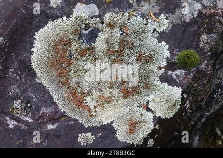Xanthoparmelia stenophylla, uno scudo-lichen di roccia finlandese, senza nome comune inglese Foto Stock