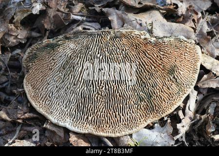 Daedalea quercina, noto come fungo di quercia mazegill o labirinto gill, fungo a staffa dalla Finlandia Foto Stock