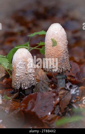 primo piano dei funghi a base di inchiostro Foto Stock