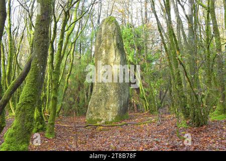 Le Menhir "le Dent de St Servais". Il monumento megalitico preistorico alto 7 metri è stato eretto nelle foreste della Bretagna, Bretagne Breizh, Francia Foto Stock