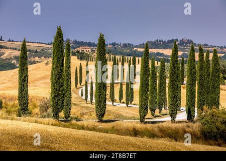 Asciano, Italia - 22 luglio 2023: Paesaggio toscano. Uno dei luoghi più famosi della Toscana, con cipressi e strada bianca di ghiaia, vicino ad Asciano Foto Stock