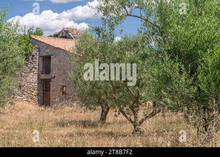 Singola apparentemente abbandonata rovina di un cottage in pietra nel mezzo di un campo agricolo e di ulivi Foto Stock