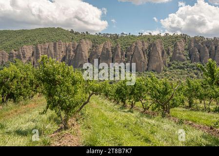 Frutteto di pesche con Les Pénitents des Mées come sfondo Foto Stock