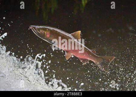 Un salmone Coho migrante (Oncorhynchus kisutch) salta su una cascata sul lago Creek, un affluente del fiume Siuslaw nell'Oregon occidentale. Foto Stock