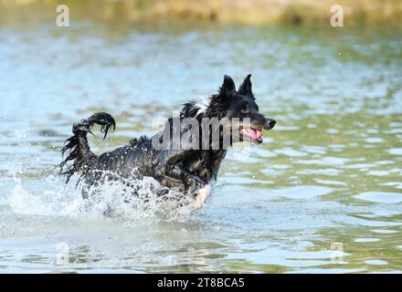 giovane collie di confine che nuota in un fiume in estate Foto Stock