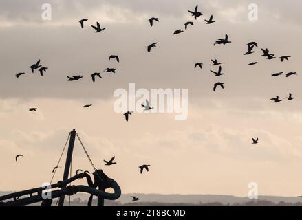 Oche Brent volanti (Branta bernicla) sull'estuario del Tamigi Foto Stock