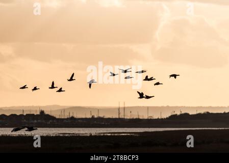 Oche Brent volanti (Branta bernicla) sull'estuario del Tamigi Foto Stock