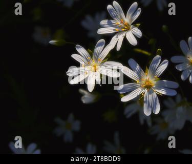 Vista dall'alto di tre grandi fiori di Stichwort (Stelleria holostea) sotto la luce del sole durante la primavera. Foto Stock