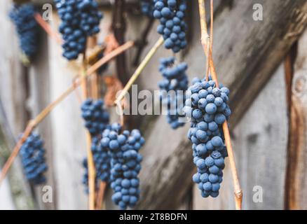 Grappoli di vino maturi di uva sullo sfondo di una recinzione in legno. Foto Stock
