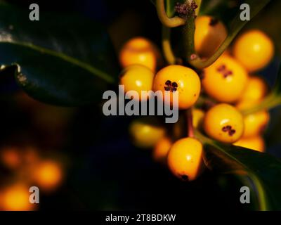 Primo piano delle bacche gialle invernali che crescono su Holly (G.Ilex) in condizioni di scarsa luce solare. Foto Stock