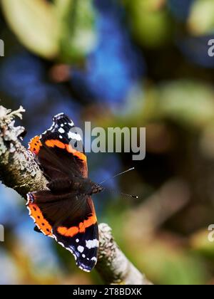 Red Admiral Butterfly basking con ali aperte su un ramo, orientamento verticale Foto Stock