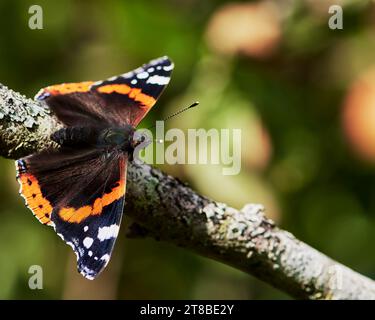 Farfalla Red Admiral che si crogiola con le ali aperte al sole su un ramo Foto Stock