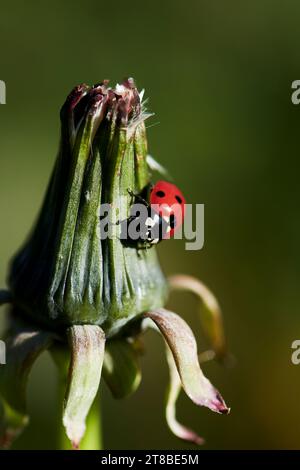 Una vista frontale di una coccinella septempunctata (Coccinella septempunctata) che cammina attraverso una testa di tarassino chiusa. Foto Stock