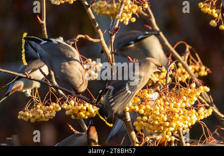 Ali di cera boema che spogliano un albero di rowan di bacche gialle in una frenesia alimentare Foto Stock