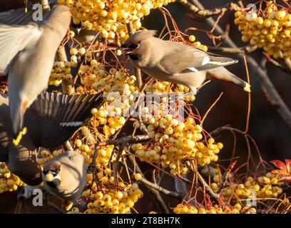 Ali di cera boema che spogliano un albero di rowan di bacche gialle in una frenesia alimentare Foto Stock