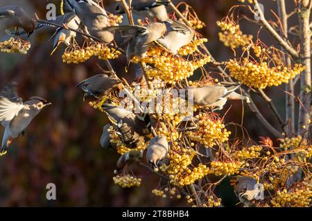 Ali di cera boema che spogliano un albero di rowan di bacche gialle in una frenesia alimentare Foto Stock