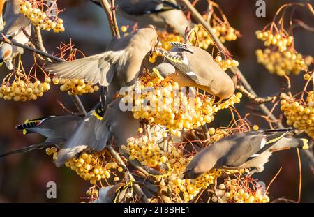 Ali di cera boema che spogliano un albero di rowan di bacche gialle in una frenesia alimentare Foto Stock