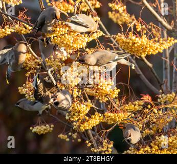 Ali di cera boema che spogliano un albero di rowan di bacche gialle in una frenesia alimentare Foto Stock