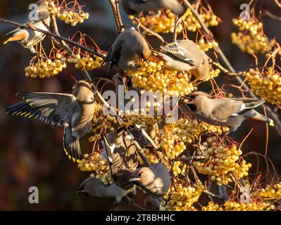 Ali di cera boema che spogliano un albero di rowan di bacche gialle in una frenesia alimentare Foto Stock