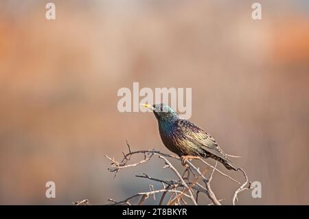 Starling comune (Sturnus vulgaris) arroccato su un ramo. Foto Stock
