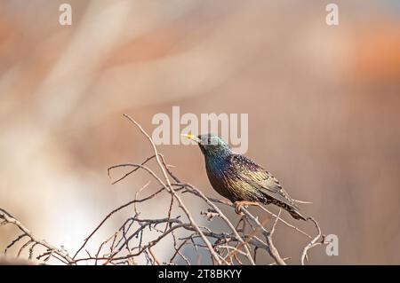 Starling comune (Sturnus vulgaris) arroccato su un ramo. Foto Stock
