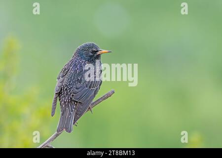 Starling comune (Sturnus vulgaris) arroccato su un ramo. Foto Stock