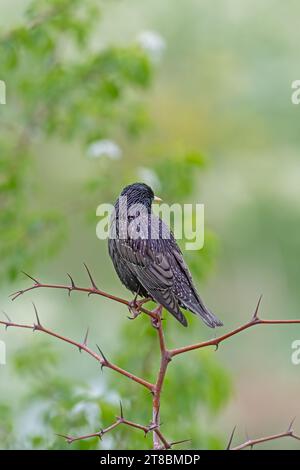 Starling comune (Sturnus vulgaris) arroccato su un ramo. Foto Stock