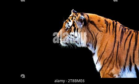 Ritratto tigre in profilo isolato su sfondo nero Foto Stock